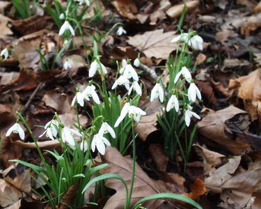 Snowdrops