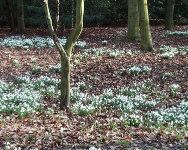 Snowdrop wood