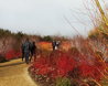 Winter Walk