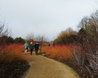 Winter Walk