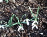 Snowdrops