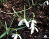 Snowdrops