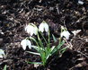 Snowdrops