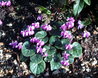 Cyclamen
