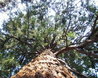 Giant Redwood in the grounds of the Abbey