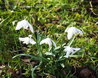 Snowdrops
