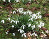 Snowdrops