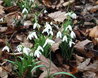 Snowdrops