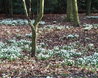 Snowdrop wood
