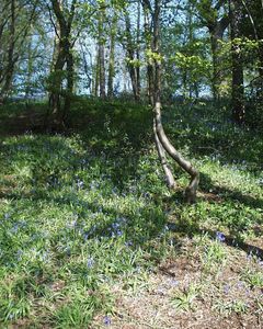 Hyacinthoides non-scripta