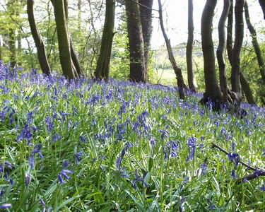 Hyacinthoides non-scripta