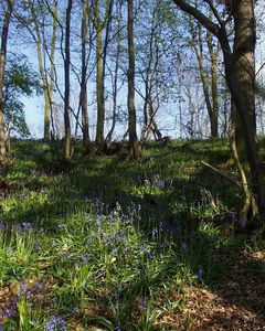 Hyacinthoides non-scripta