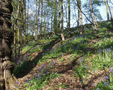 Bluebells in the wood