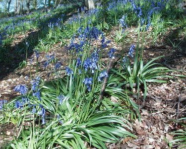 Bluebells