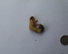 Cockchafer Grub