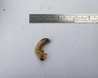 Cockchafer Grub