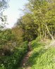 Woodland