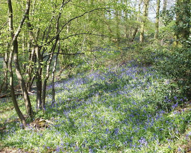 Bluebell Woods