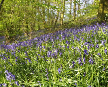 Bluebell Woods