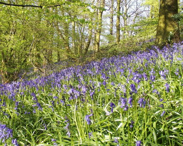 Bluebell Woods