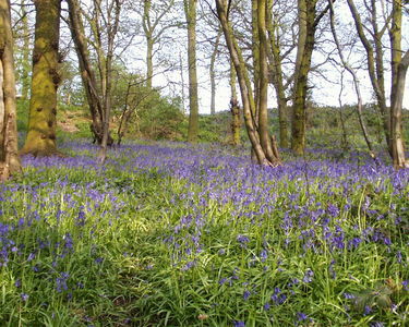 Bluebell Woods