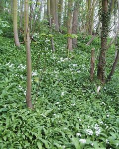 Garlic growing beneath the trees.