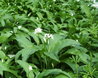 Allium ursinium