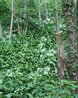 Woodland