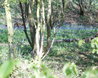 Woodland
