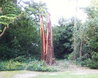 Giant Redwood hit by lighning