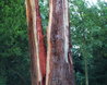 Giant redwood struck by lightning
