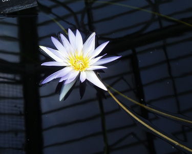 Nymphaea 'Blue Beauty'