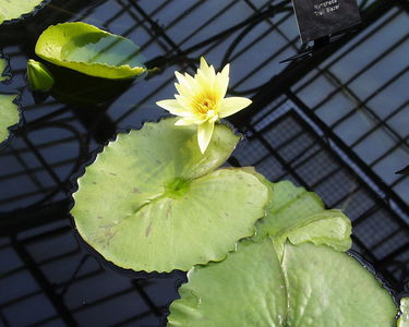 Nymphaea 'Trail Blazer'