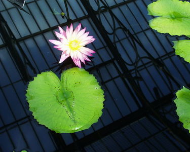 Nymphaea 'Afterglow'