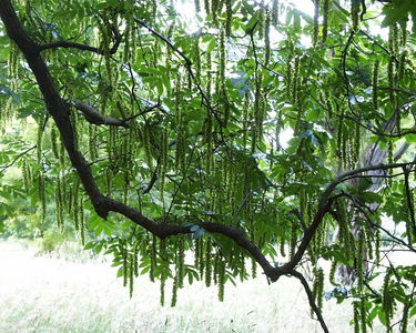 Pterocarya x rehderiana