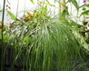 Cyperus papyrus