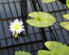 Nymphaea 'Green Smoke'