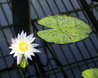 Nymphaea 'Green Smoke'