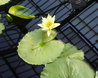 Nymphaea 'Trail Blazer'