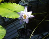 Nymphaea 'Gigantea'