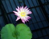 Nymphaea 'Afterglow'
