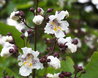 Indian Bean Tree flowers