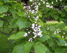 Catalpa bignonioides