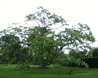 Catalpa bignonioides