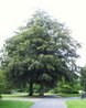 Fagus sylvatica