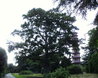 Quercus rubra