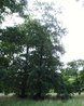 Pterocarya x rehderiana