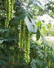 Pterocarya x rehderiana