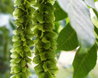 Pterocarya x rehderiana