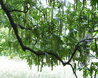 Pterocarya x rehderiana